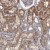 Immunohistochemistry-Paraffin: APRT Antibody [NBP1-89519] - Immunohistochemical staining of human kidney shows moderate cytoplasmic positivity in tubular cells.